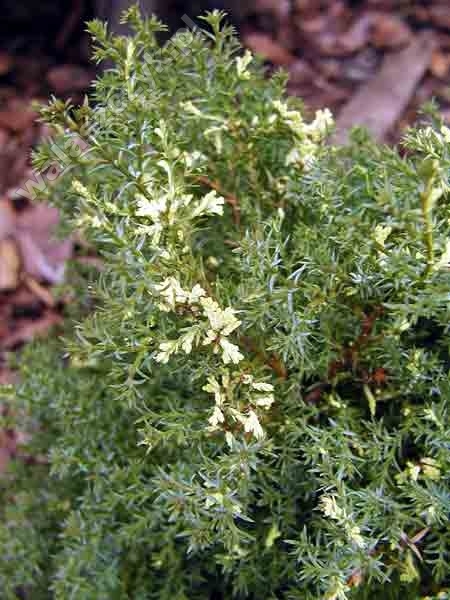 Chamaecyparis obtusa 'Snow Flake' 